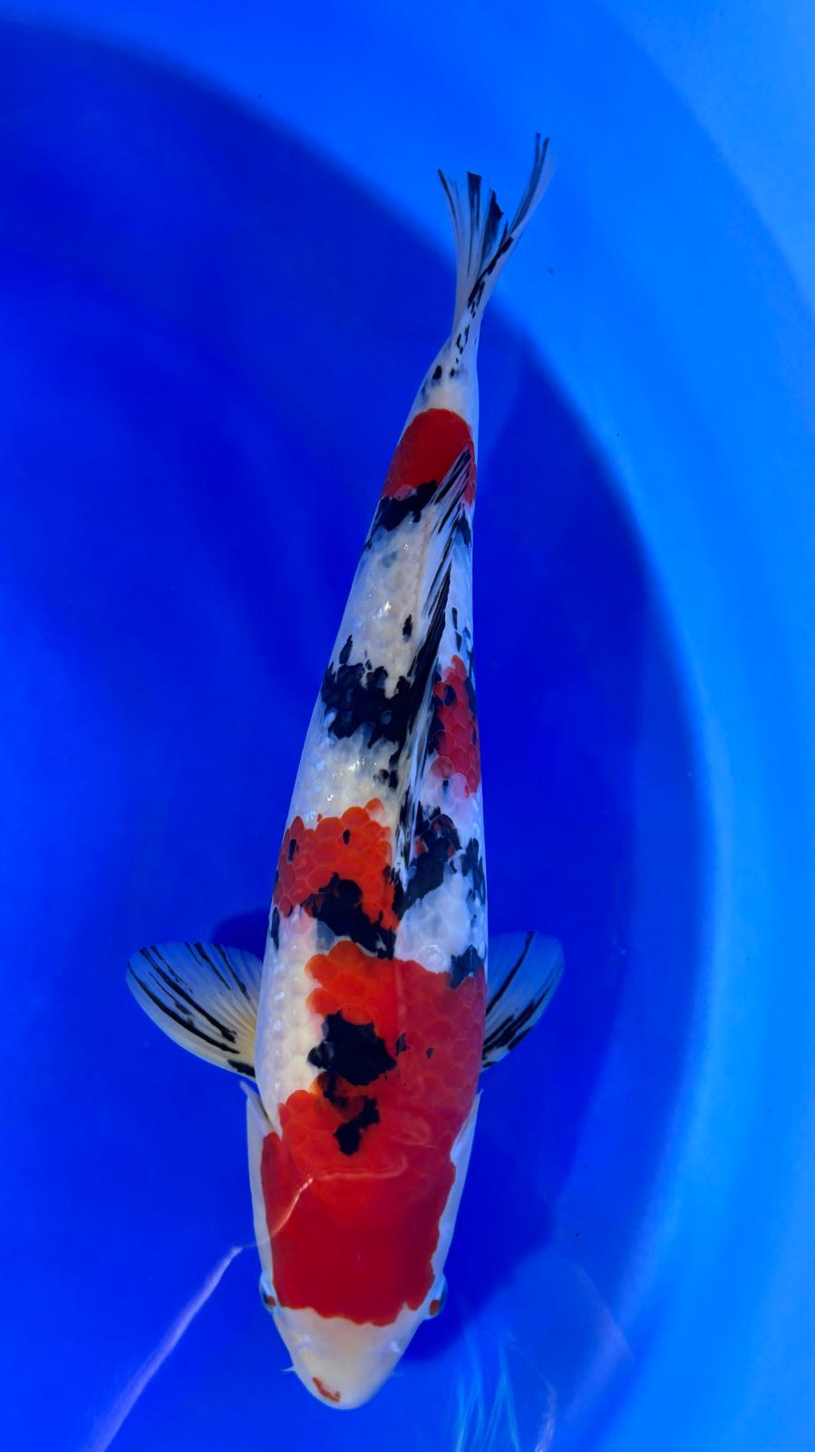 Sanke 401 - 55cm
