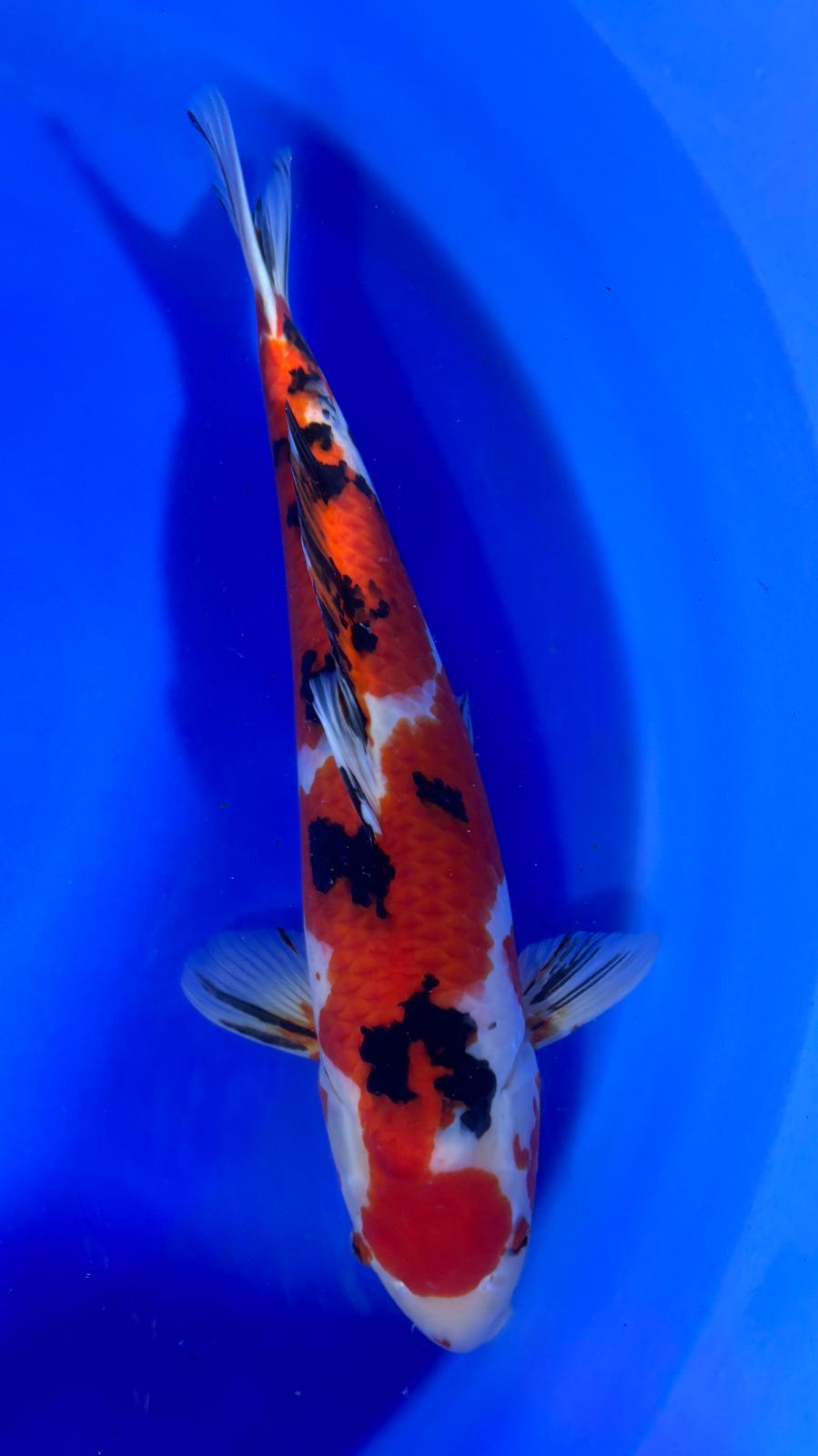 Sanke 407 - 62cm