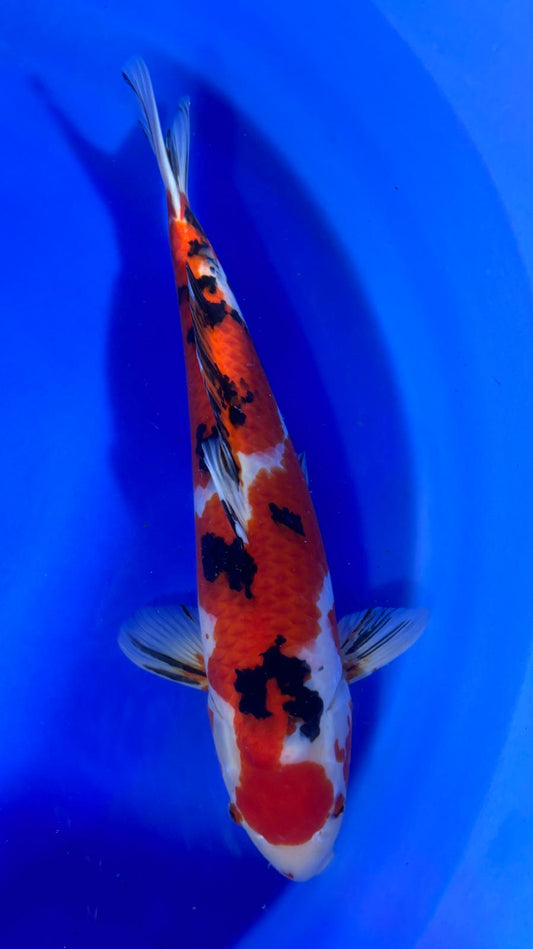 Sanke 407 - 62cm