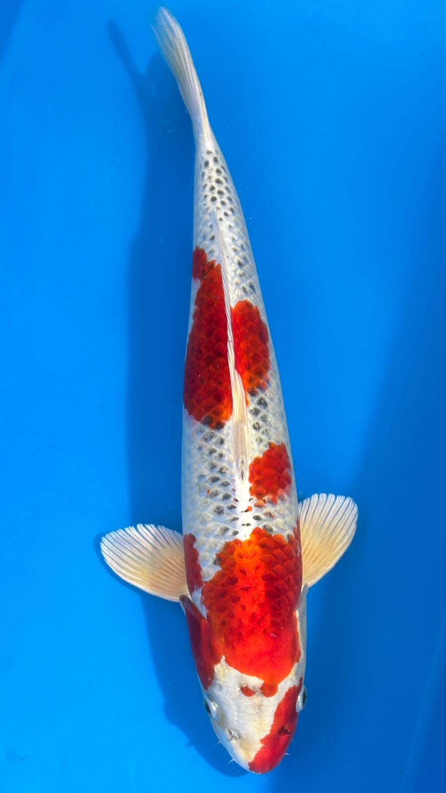 Kujaku 803 - 47cm