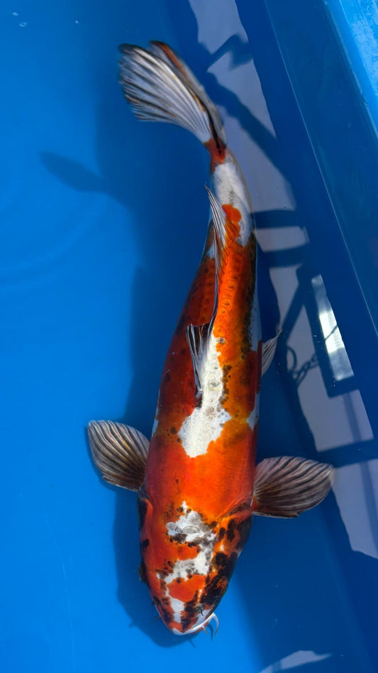 Beni Kikokuryu 423 - 47cm