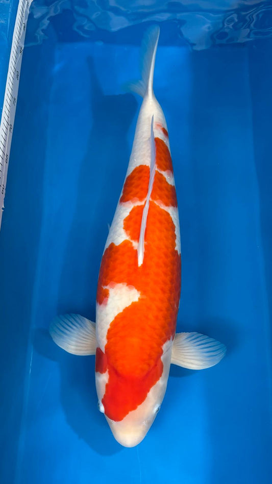 Kohaku 1008. - 68cm