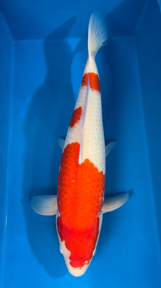 Kohaku 1009. - 65cm