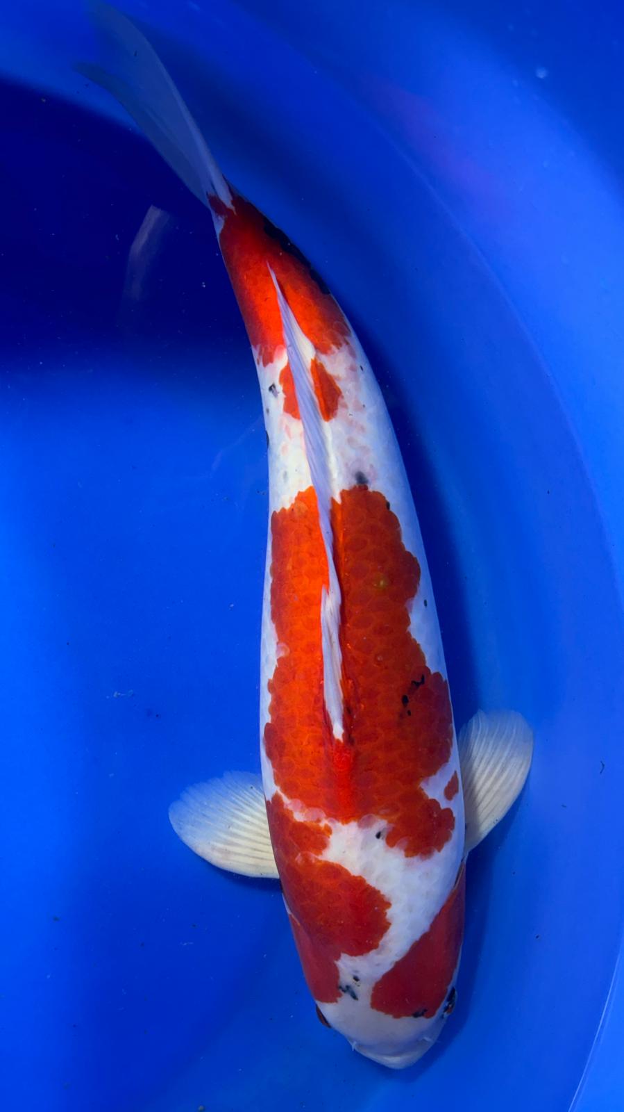 Showa 401 - 70cm
