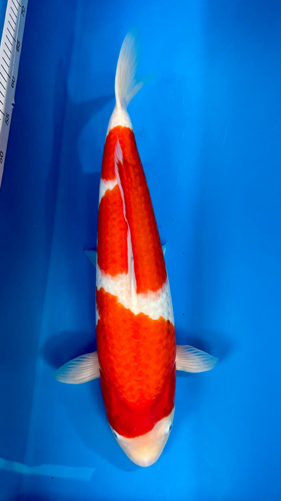 Kohaku 1110. - 52cm