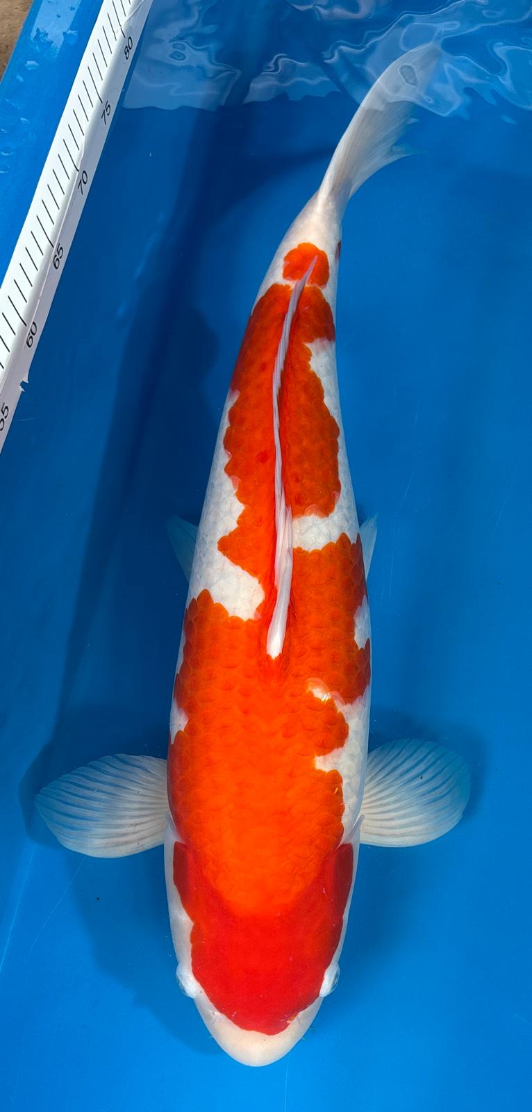 Kohaku 1112. - 62cm