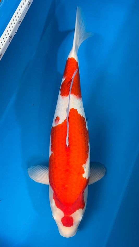 Kohaku 1113. - 58cm