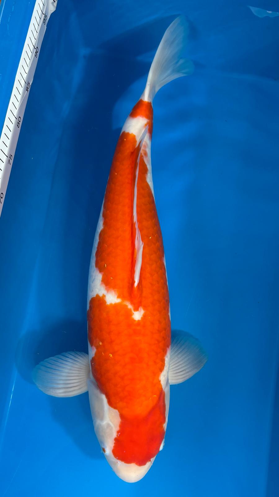 Kohaku 1114. - 61cm