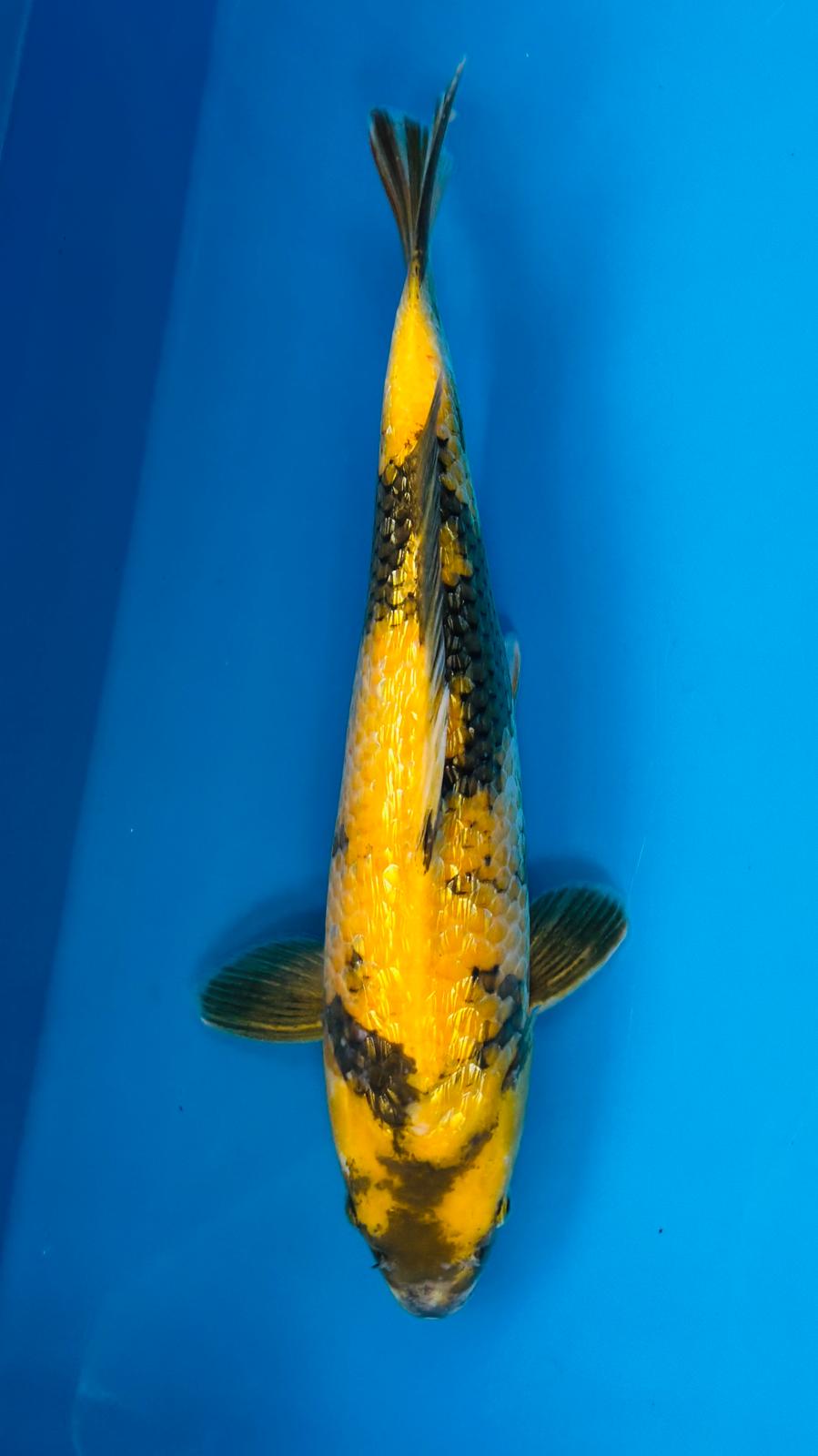 Ki Utsuri 1142. - 43cm