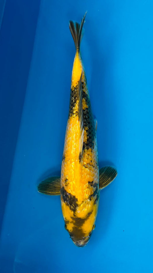 Ki Utsuri 1142. - 43cm