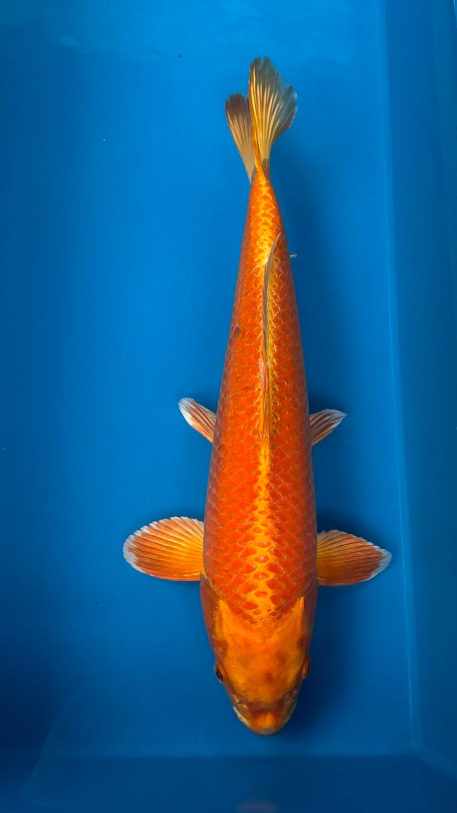 Orange Ogon 1144. - 52cm