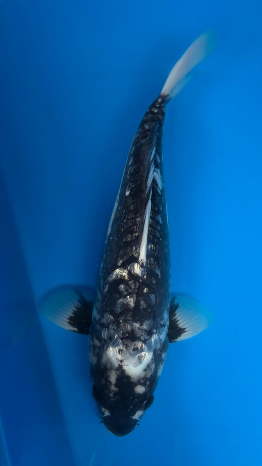 Big Scale 1146. - 40cm