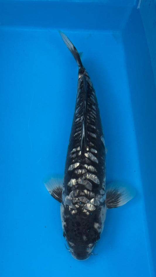 Big Scale 1147. - 40cm