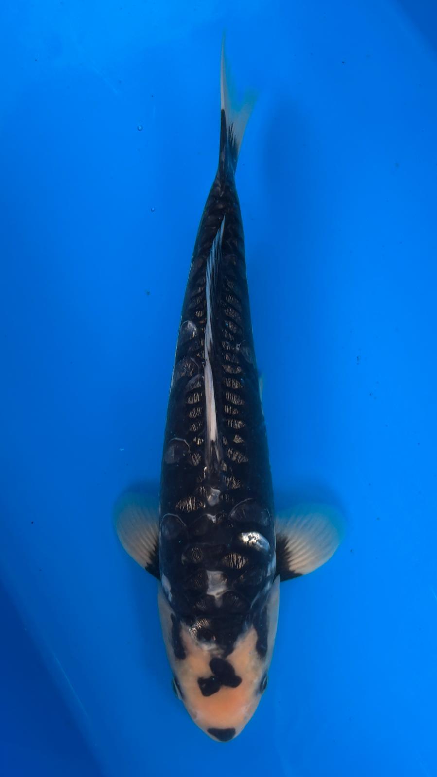 Big Scale 1148. - 37cm