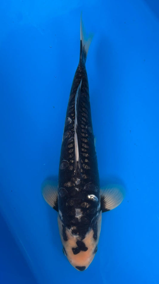 Big Scale 1148. - 37cm