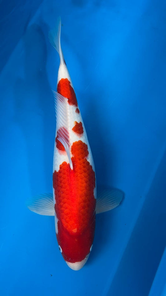 Kohaku 1115. - 48cm