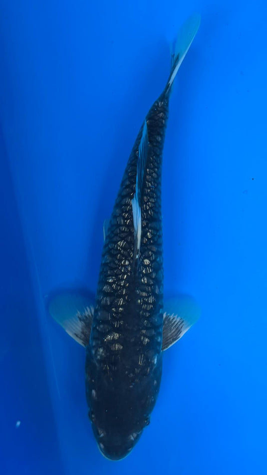 Big Scale 1150. - 38cm
