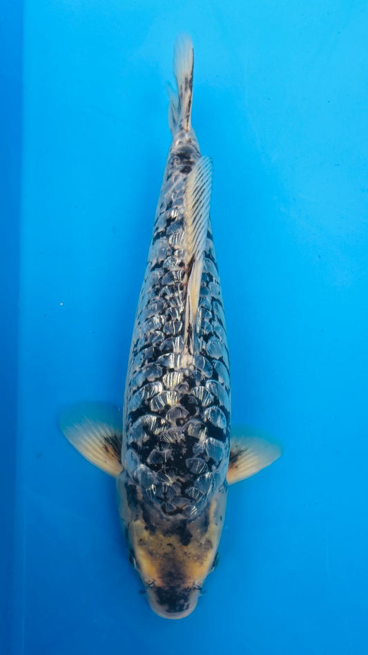 Big Scale 1151. - 43cm
