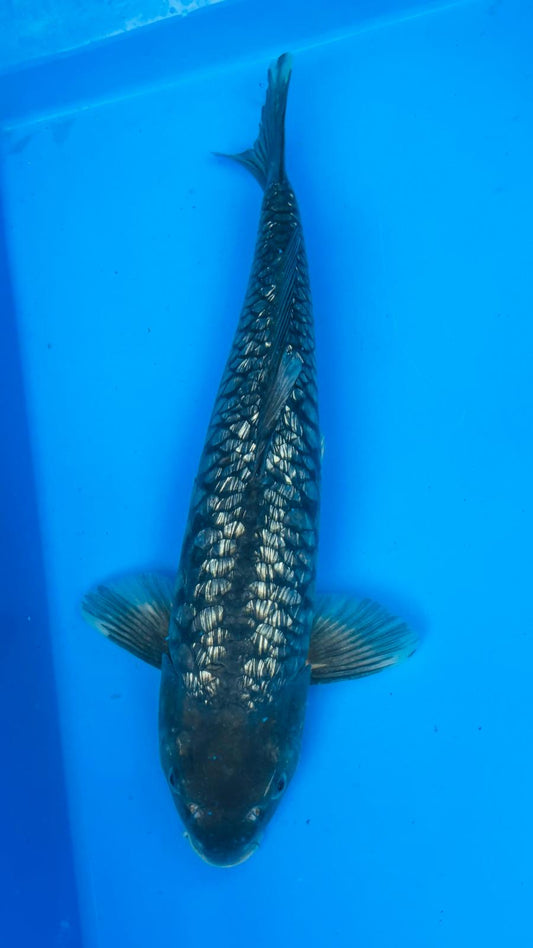 Big Scale 1152. - 42cm