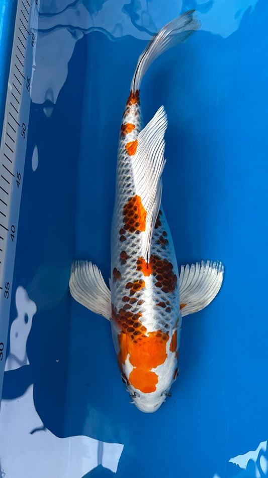 Butterfly Kujaku 1155. - 48cm