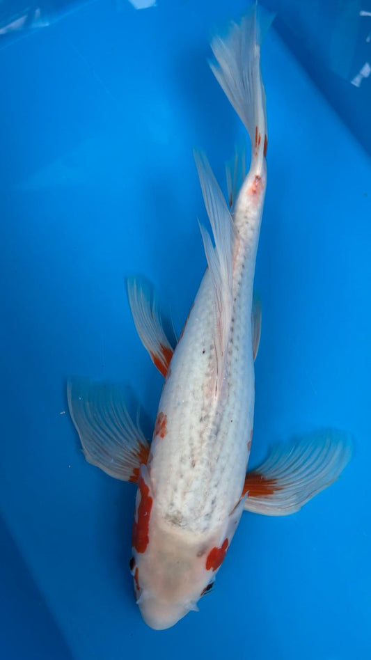 Butterfly Asagi 1156. - 45cm