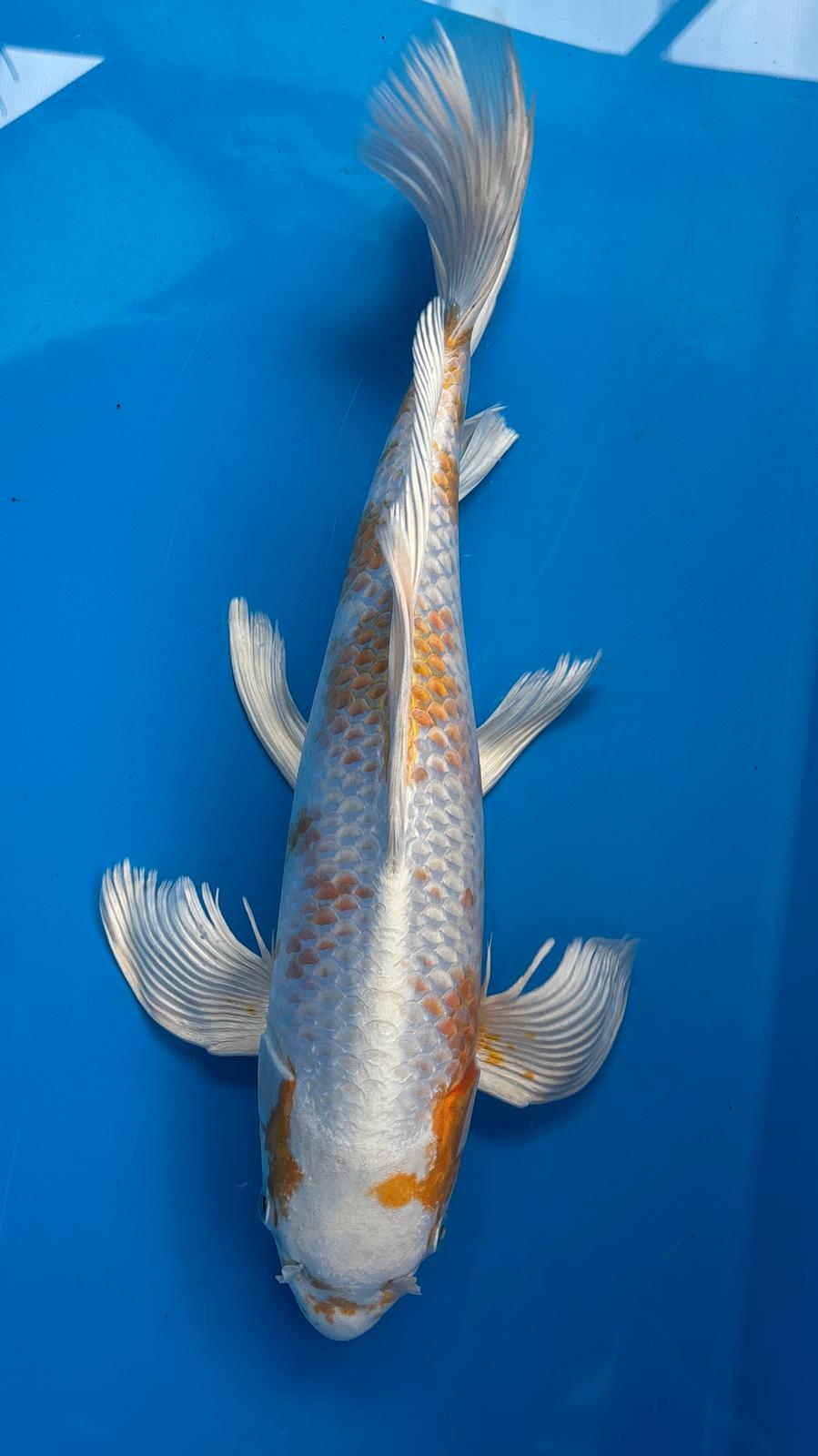 Butterfly Yellow Hariwake 1158. - 44cm