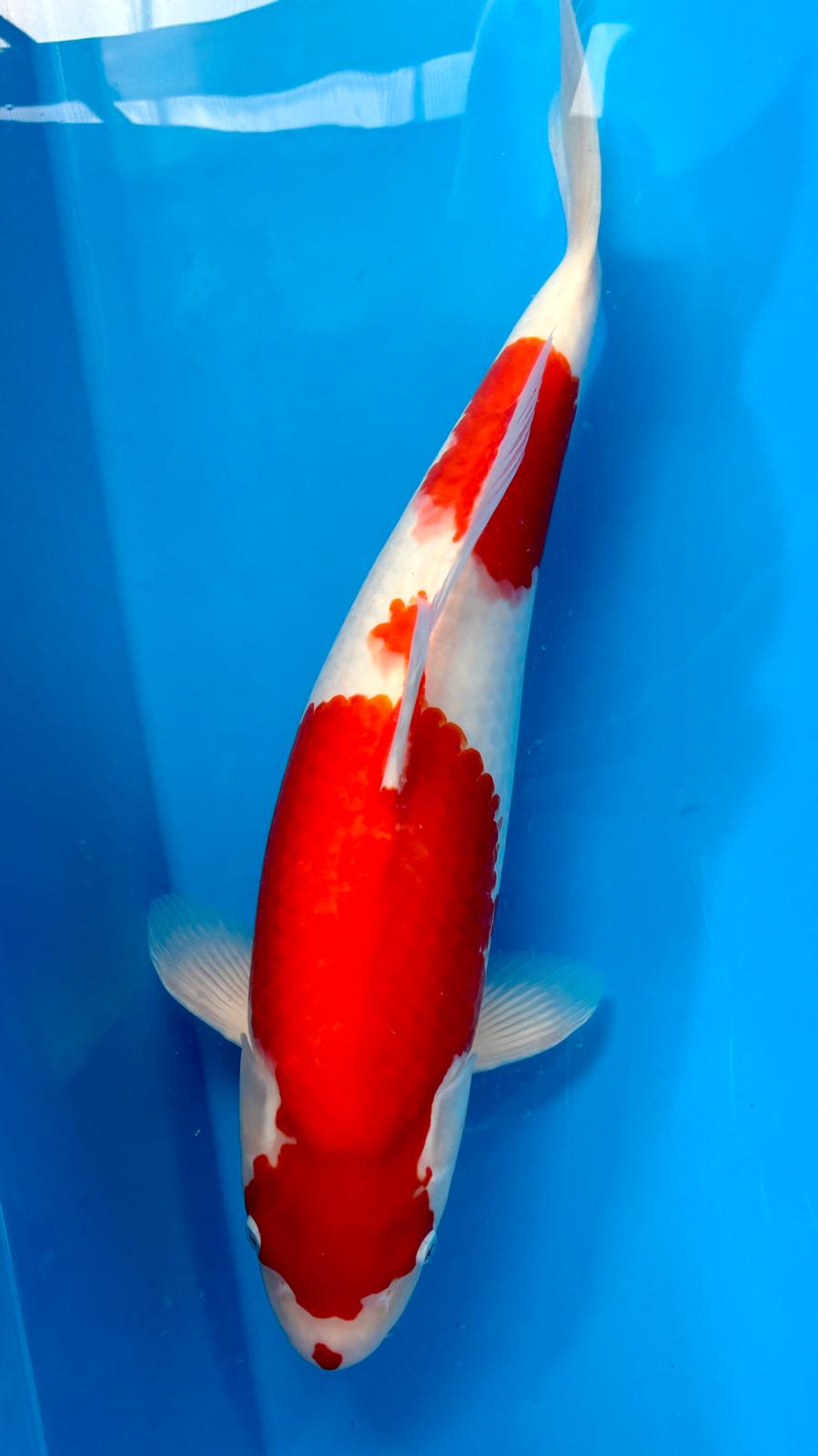 Kohaku 1116. - 50cm
