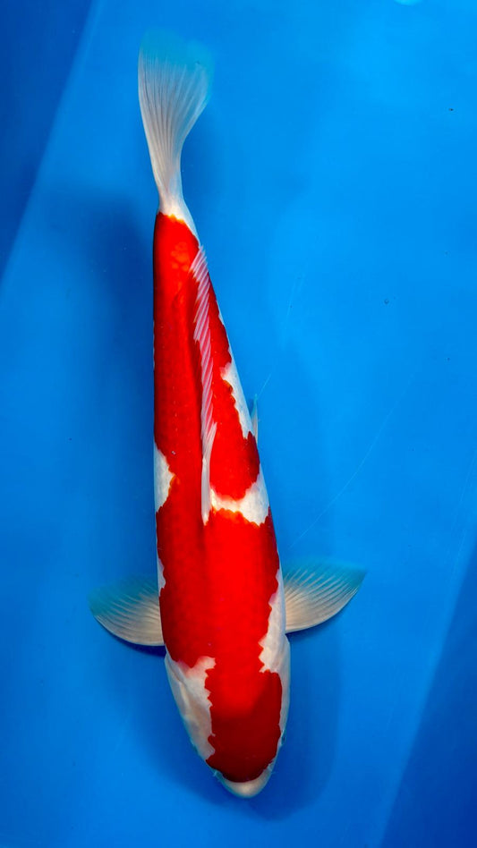 Kohaku 1117. - 51cm