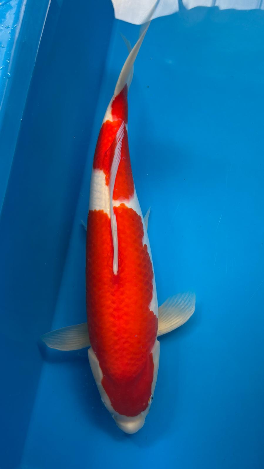 Kohaku 1118. - 55cm