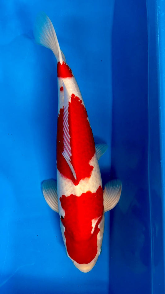 Kohaku 1119. - 53cm