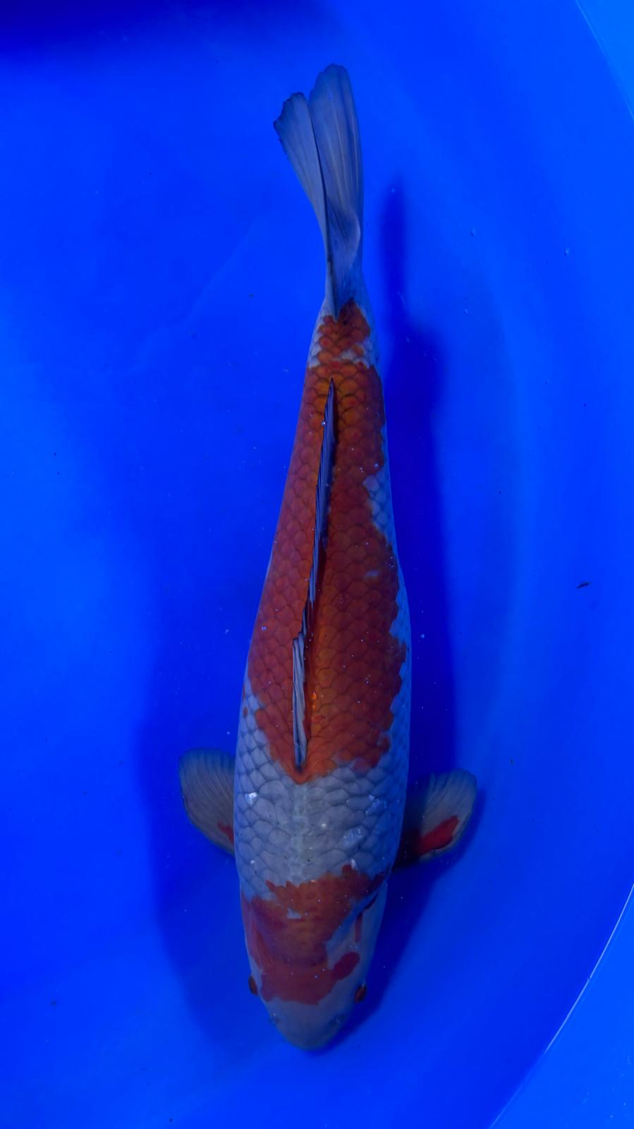 Ochiba 401 - 58cm
