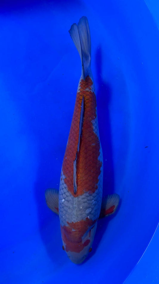 Ochiba 401 - 58cm