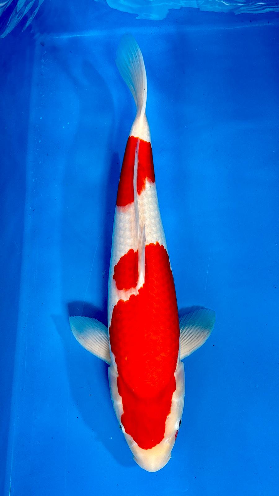 Kohaku 1120. - 52cm