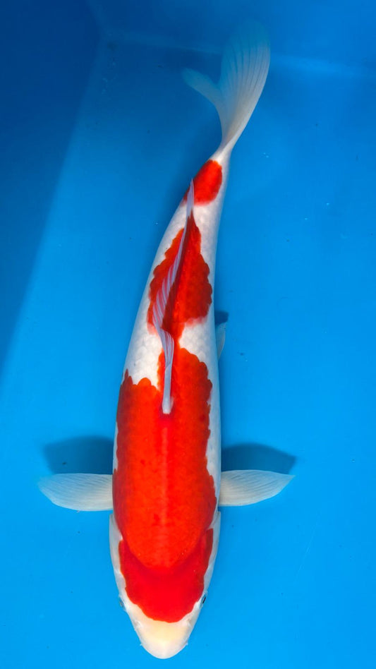 Kohaku 1121. - 44cm