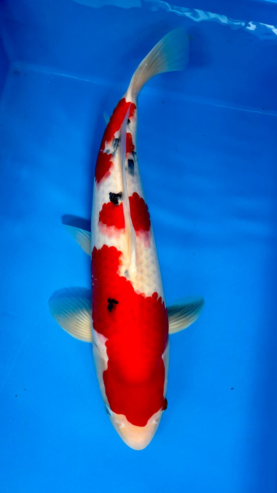 Sanke 1123. - 48cm
