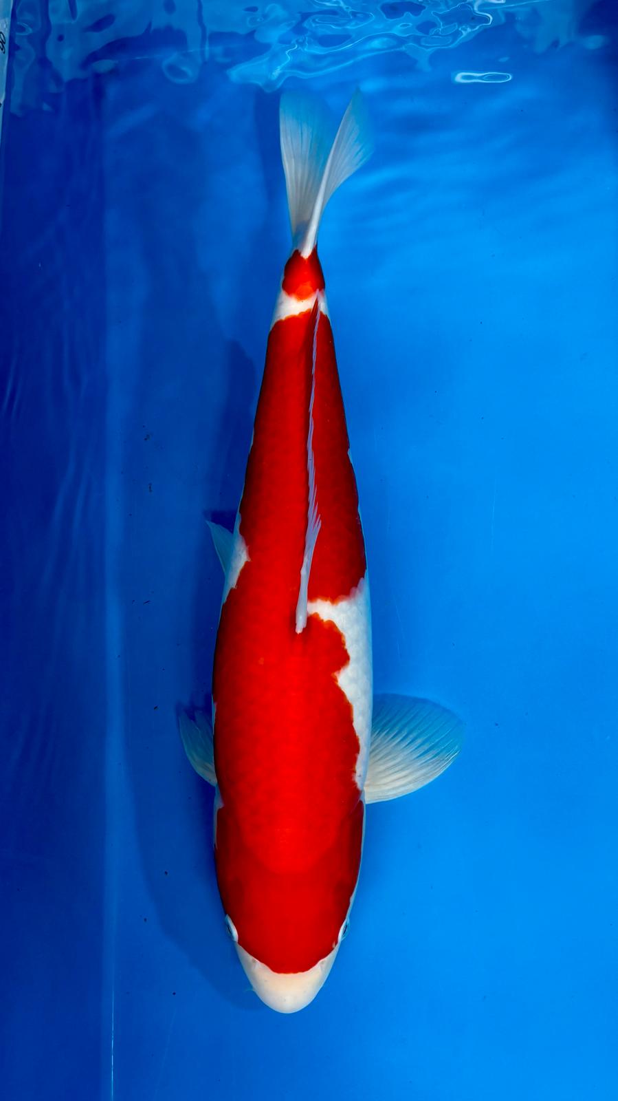 Kohaku 1124. - 52cm