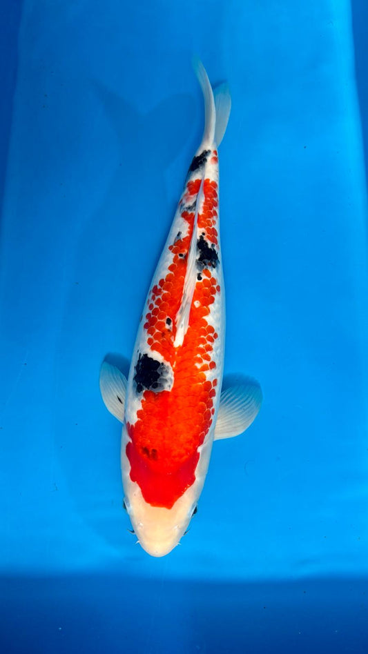 Sanke 1125. - 48cm