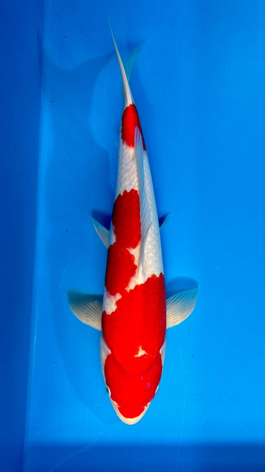 Kohaku 1126. - 46cm