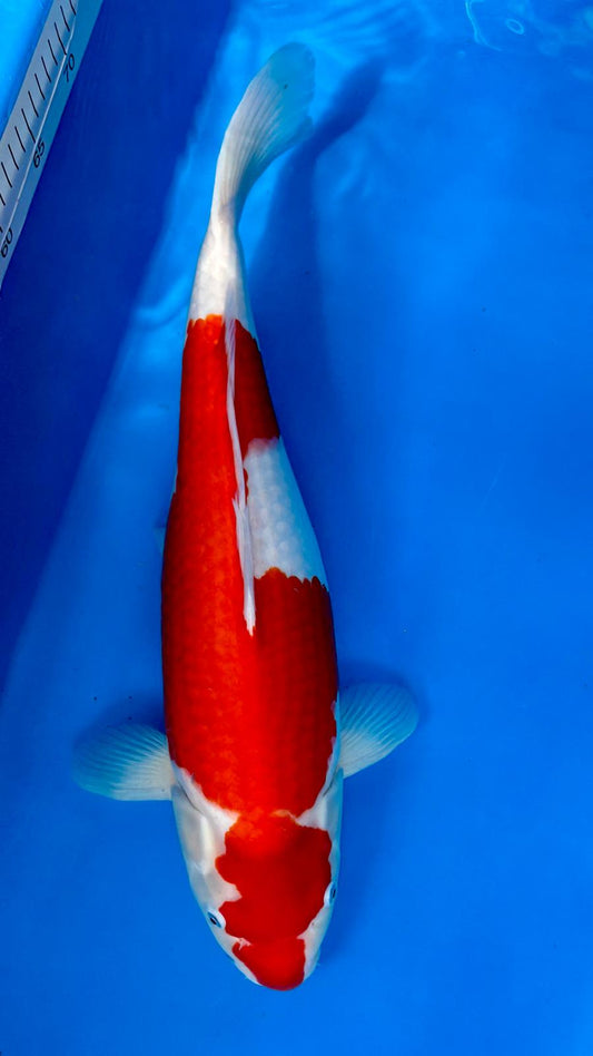 Kohaku 1129. - 52cm