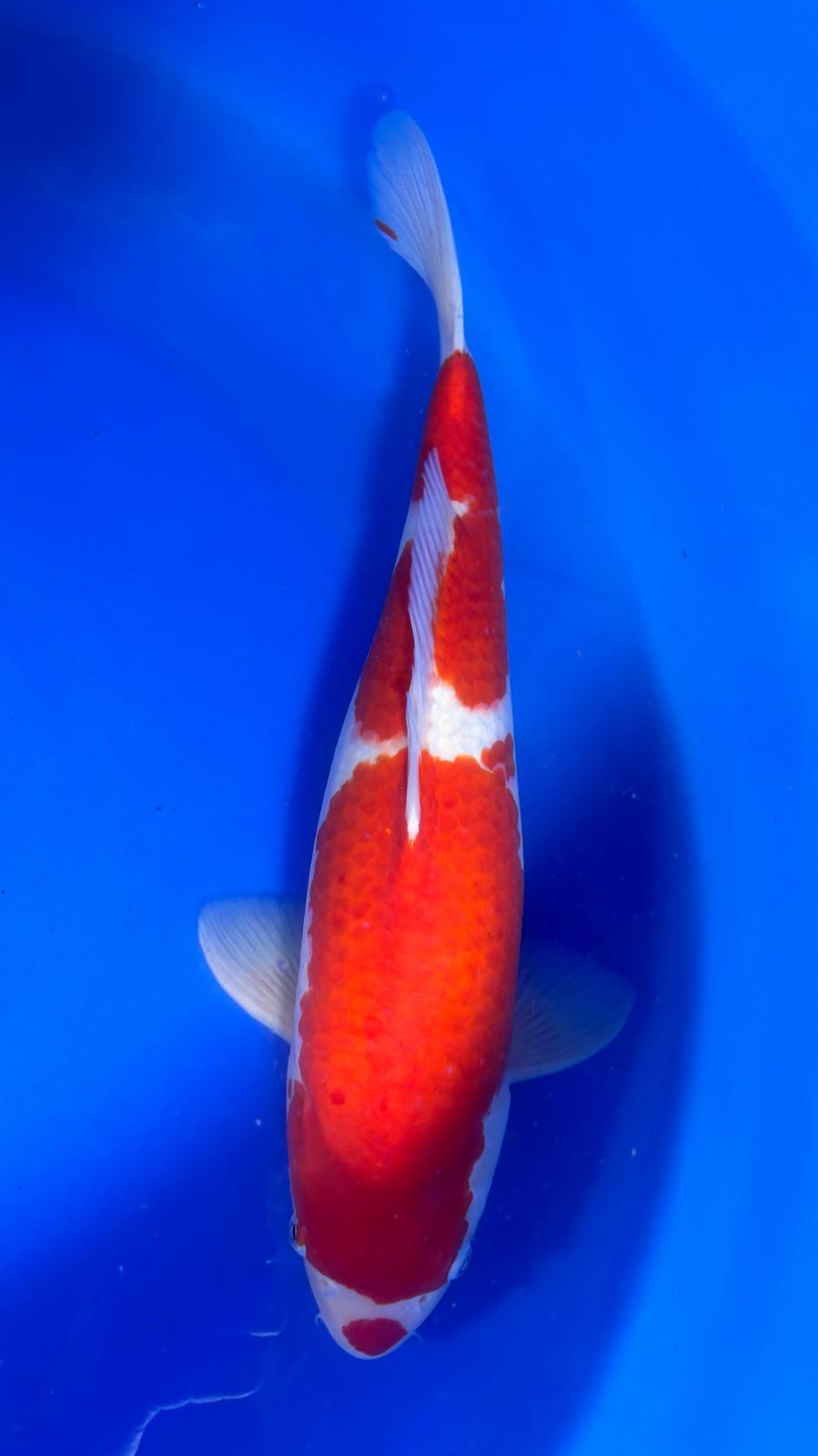 Kohaku 401 - 53cm