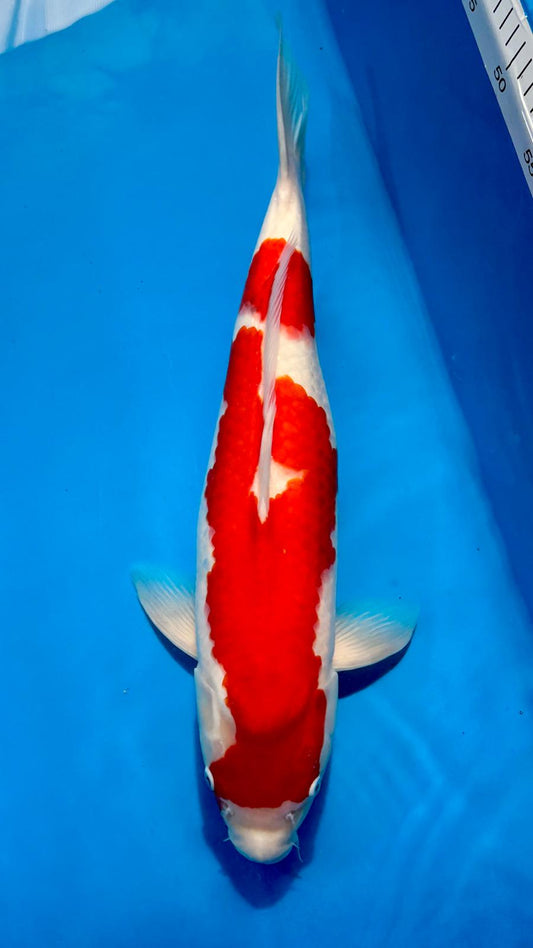 Kohaku 1130. - 52cm