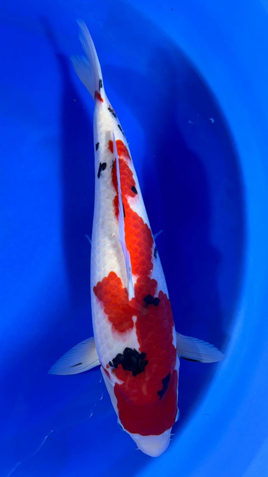 Sanke 408 - 53cm
