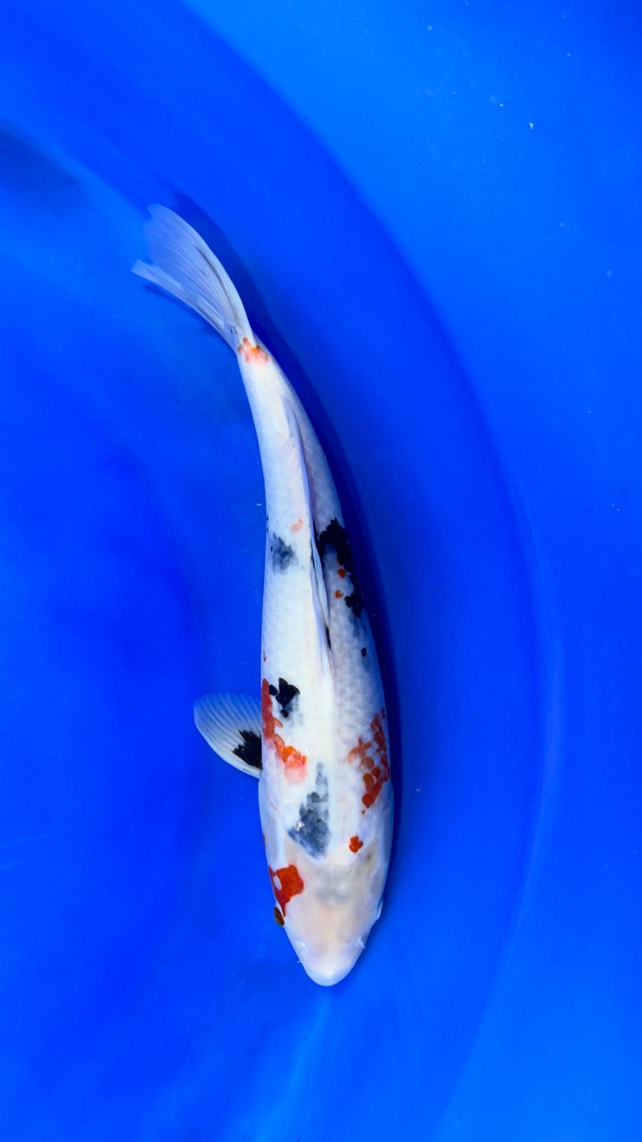 Showa 403 - 55cm