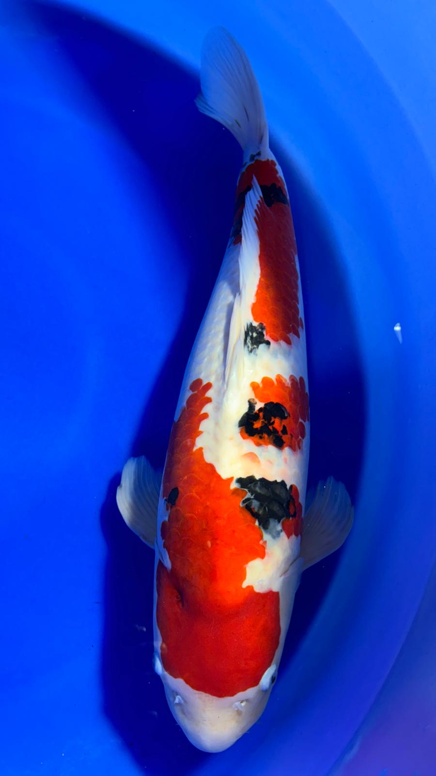 Sanke 402 - 65cm