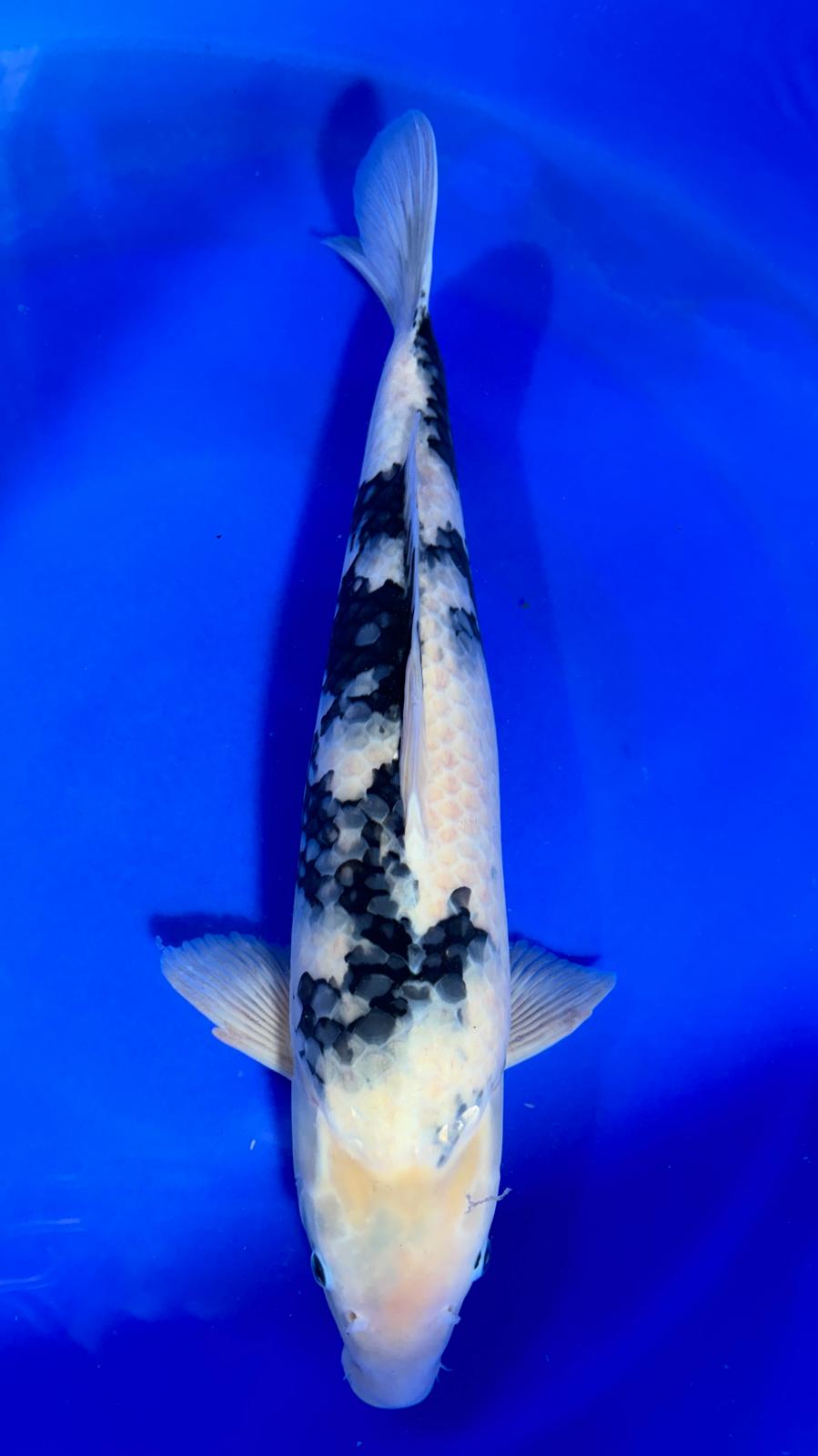 Shiro Utsuri 410 - 60cm