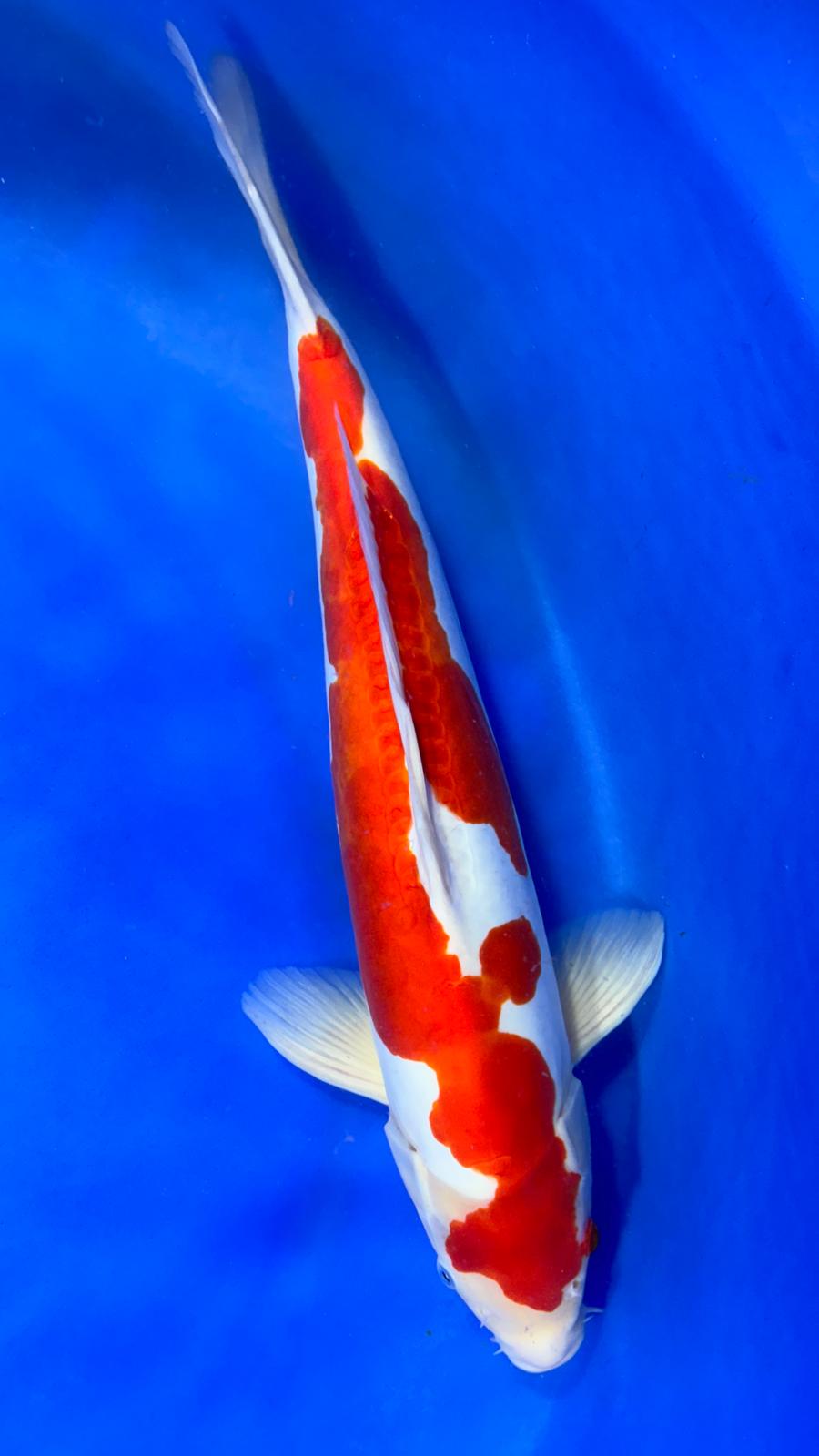 Doitsu Kohaku 406 - 50cm