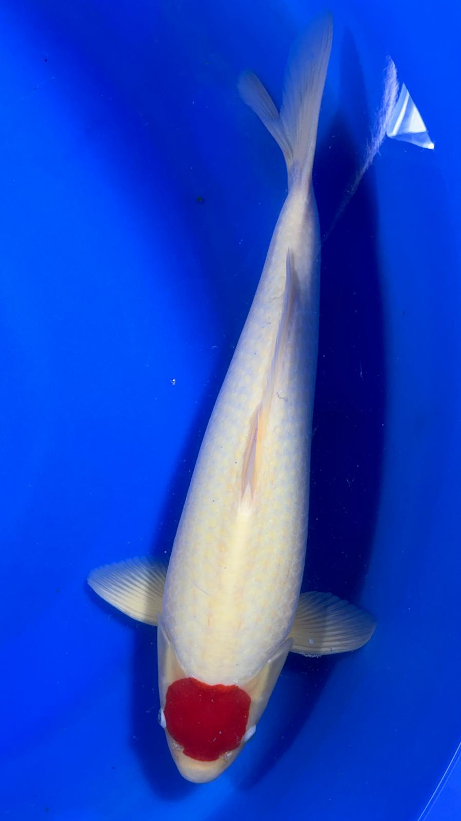 Tancho-Kohaku 402 - 53cm