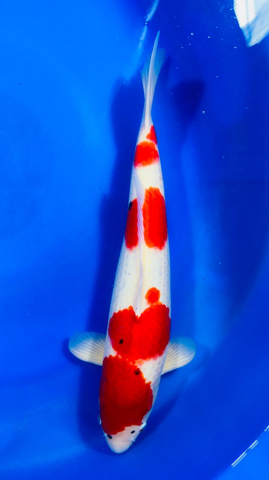 Kohaku 402 - 55cm