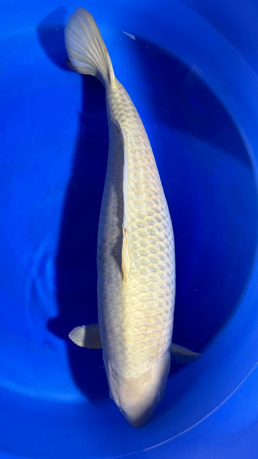 Chagoi 401 - 85cm