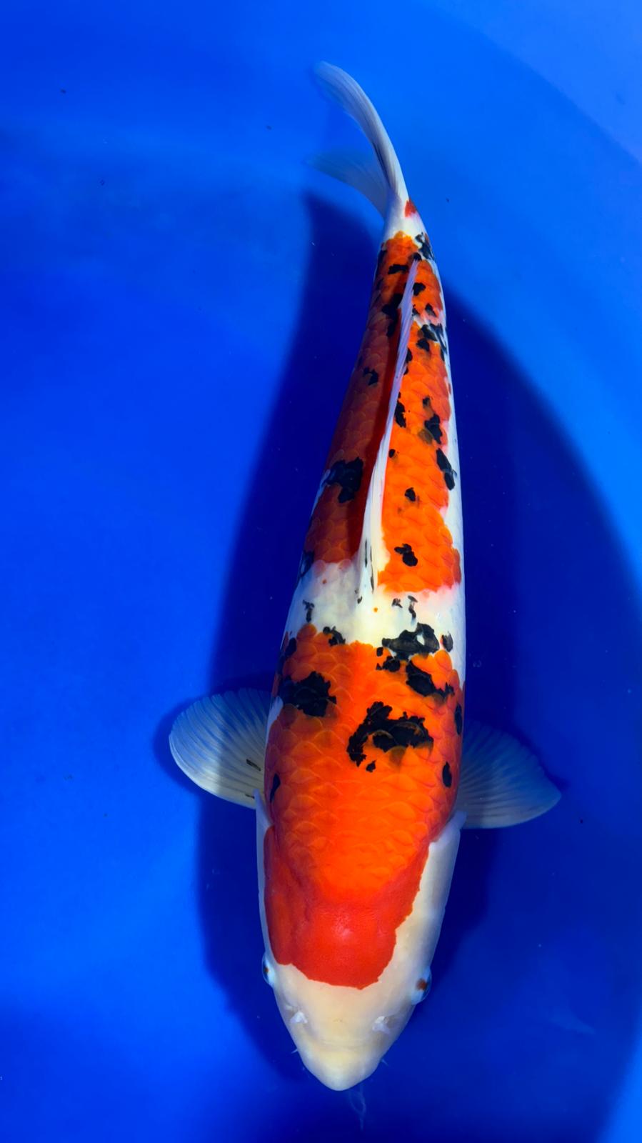 Sanke 403 - 62cm